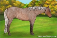 Horse Color:Silver Bay Roan 