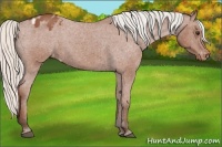 Horse Color:Silver Bay Roan Appaloosa 