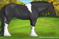 Horse Color:Black Tobiano 