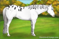 Horse Color:Black Splash Appaloosa 