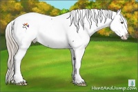Horse Color:Liver Red Roan Appaloosa 