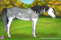 Horse Color:Black Ice Splash 