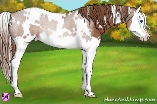 Horse Color:White Spotted Chestnut Splash 