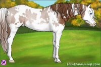 Horse Color:White Spotted Chestnut Splash