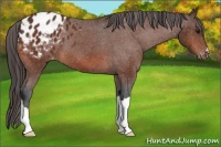 Horse Color:Bay Appaloosa 