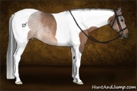 Horse Color:Buckskin Tobiano Rabicano
