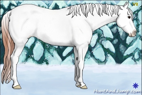 Horse Color:Bay Snowflake Varnish