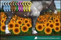 Horse Color:White Spotted Brown Sabino