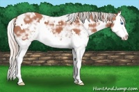 Horse Color:White Spotted Silver Bay Ice Sabino Splash