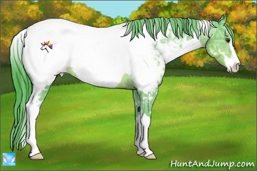 Horse Color:Watercolor White Spotted Liver Chestnut Ice Sabino Appaloosa 