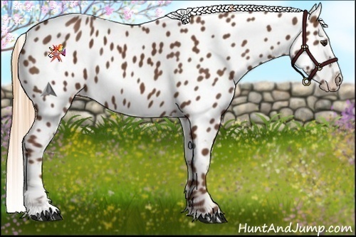 Horse Color:Chestnut Appaloosa 
