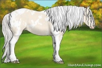Horse Color:White Spotted Cremello Tobiano 