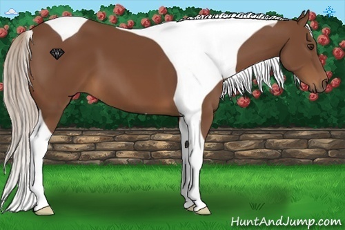 Horse Color:Chestnut Tobiano