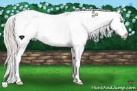 Horse Color:Palomino Pearl Sabino Near Leopard Rabicano 