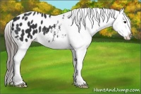 Horse Color:Black Appaloosa