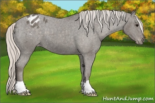 Horse Color:Unknown 