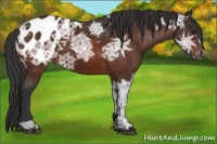 Horse Color:Bay Ice Appaloosa