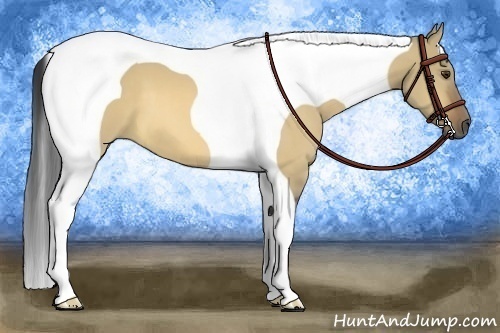 Horse Color:Buckskin Dun Tobiano