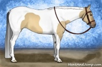 Horse Color:Buckskin Dun Tobiano