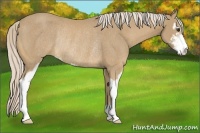 Horse Color:Palomino Sabino Rabicano 