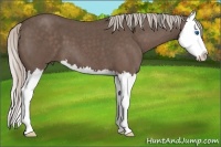 Horse Color:Silver Blue Roan Sabino Splash 