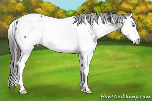 Horse Color:White Spotted Black Splash Near Fewspot Rabicano