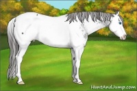 Horse Color:White Spotted Black Splash Appaloosa Rabicano