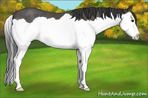 Horse Color:Black Splash Rabicano 