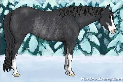 Horse Color:Black Sabino Rabicano 