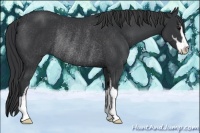 Horse Color:Black Sabino Rabicano 