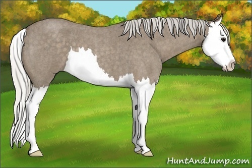 Horse Color:Silver Smoky Blue Roan Splash