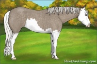 Horse Color:Silver Smoky Blue Roan Splash 