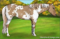 Horse Color:White Spotted Red Dun 