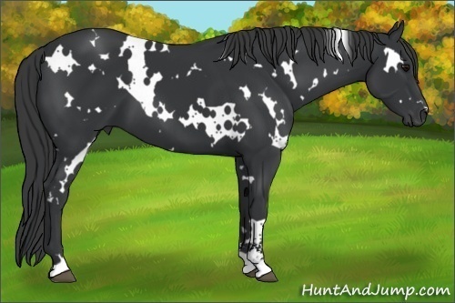 Horse Color:White Spotted Black Sabino 