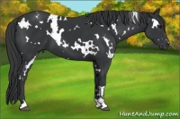 Horse Color:White Spotted Black Sabino