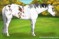 Horse Color:Bay Sabino 