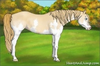 Horse Color:Gold Champagne Splash 