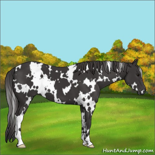 Horse Color:White Spotted Smoky Black