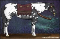 Horse Color:White Spotted Black Rabicano 