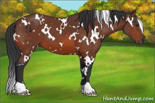 Horse Color:White Spotted Bay 