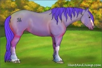 Horse Color:Watercolor Bay 