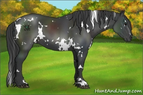 Horse Color:White Spotted Black