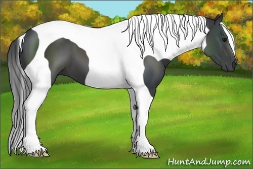 Horse Color:Black Tobiano 