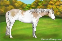 Horse Color:White Spotted Silver Black Pearl Sabino
