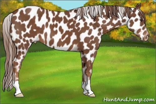 Horse Color:Chestnut Near Leopard