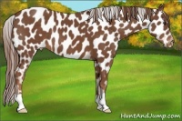 Horse Color:Chestnut Appaloosa