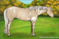 Horse Color:White Spotted Silver Grullo Pearl