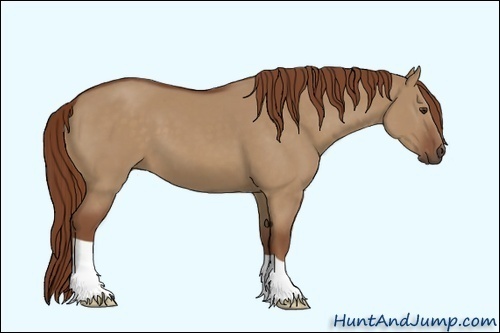 Horse Color:Unknown 