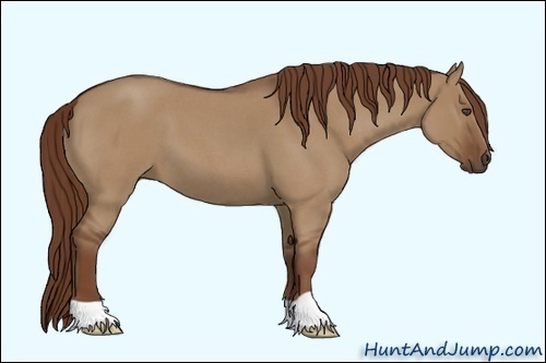 Horse Color:Unknown 