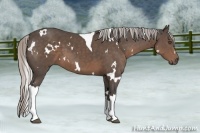 Horse Color:White Spotted Silver Black Tobiano 